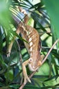 Chameleon Royalty Free Stock Photo