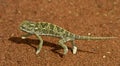 Chameleon Royalty Free Stock Photo