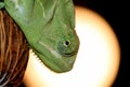 Chameleon Royalty Free Stock Photo