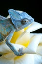 Chameleon Royalty Free Stock Photo