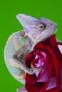 Chameleon Royalty Free Stock Photo