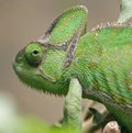 Chameleon 2