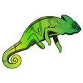 Chameleon