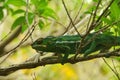 Chameleon Royalty Free Stock Photo