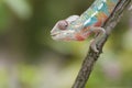 Chameleon Royalty Free Stock Photo