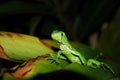 Chameleon Royalty Free Stock Photo