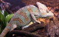 Chameleon