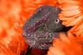 Chameleon Royalty Free Stock Photo