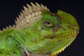 Chameleon agama female Royalty Free Stock Photo