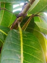 chameleon animal is camouflaging on a mango tree branch