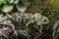 Chameleon Animal - Chamaeleoninae Royalty Free Stock Photo