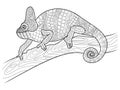 Chameleon animal coloring book for adults vector