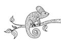 Chameleon animal coloring book for adults vector