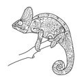 Chameleon animal coloring book for adults vector