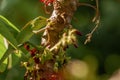 Chameleon animals that are perched on bilimbi trees, their habitat is in trees that are thick with leaves