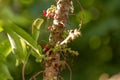 Chameleon animals that are perched on bilimbi trees, their habitat is in trees that are thick with leaves