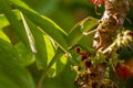 Chameleon animals that are perched on bilimbi trees, their habitat is in trees that are thick with leaves