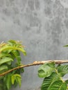 A chameleon attached to a guava leaf stalk Next to a plastered wall