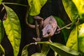 A chameleon with an attentive eye at the Berlin Zoo, Berlin, Germany Royalty Free Stock Photo