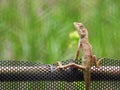 Chameleon on bamboo fence with blurred background.