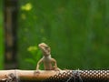 chameleon is on bamboo fence with green blurred background.