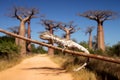 Chameleon and baobabs