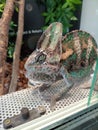 Chameleon in terrarium Royalty Free Stock Photo