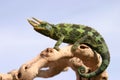 Chameleon on branch with blue sky