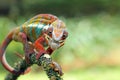 Chameleon on branch, chameleon, reptile Royalty Free Stock Photo