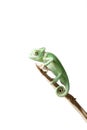 chameleon on branch isolated on white background Royalty Free Stock Photo