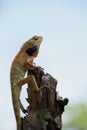 Chameleon on branch Royalty Free Stock Photo