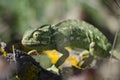 A Chameleon on a branch. Royalty Free Stock Photo
