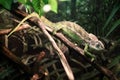 Chameleon on a branch in the forest