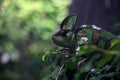 Chameleon on a branch in a tank seen up close Royalty Free Stock Photo