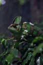 Chameleon on a branch in a tank seen up close Royalty Free Stock Photo