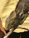Chameleon Royalty Free Stock Photo