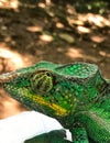 Chameleon Royalty Free Stock Photo