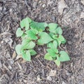 Chameleon bush cultivated on raised bed garden with thick organic matter layer near Dallas, Texas, USA