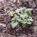 Chameleon bush cultivated on raised bed garden with thick organic matter layer near Dallas, Texas, USA