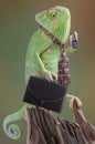 Chameleon Businessman Royalty Free Stock Photo