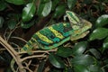 Chameleon camouflaging itself amongst the green foliage