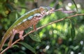 Chameleon is catching a cricket by extending his tongue on Madagascar