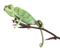 Chameleon - Chamaeleo calyptratus Royalty Free Stock Photo