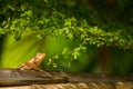 Chameleon climb on bamboo