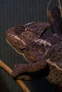 The chameleon climb on a branch in a terrarium