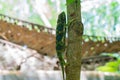 Chameleon climb on the tree. Chameleo on Zanzibar