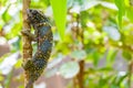 Chameleon climb on the tree. Chameleo on Zanzibar