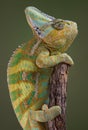 Chameleon climbing Royalty Free Stock Photo