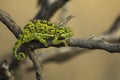 Chameleon climbing branch in tree