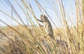 Chameleon climbing branches in a beach area Royalty Free Stock Photo